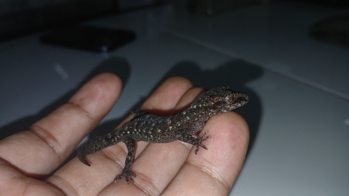 Cyrtodactylus marmoratus observed 2026-06-03