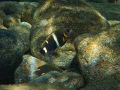 Chrysiptera leucopoma