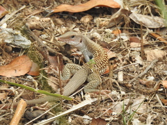 Aspidoscelis motaguae