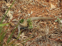 Aspidoscelis motaguae