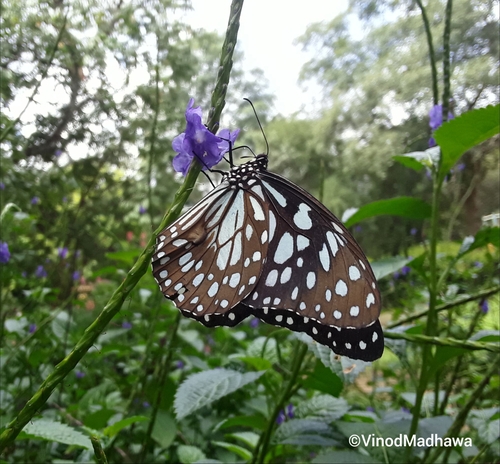 Blue Tiger