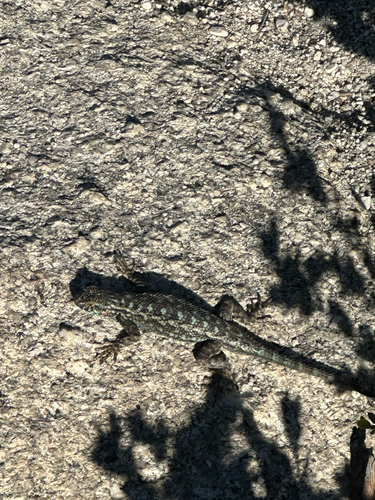 iNaturalist observation photo of Western Fence Lizard
