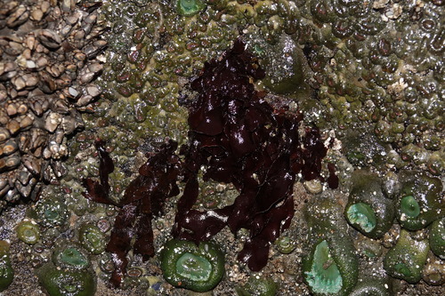 Dilsea californica observed 2026-08-26