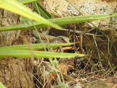 Aspidoscelis motaguae