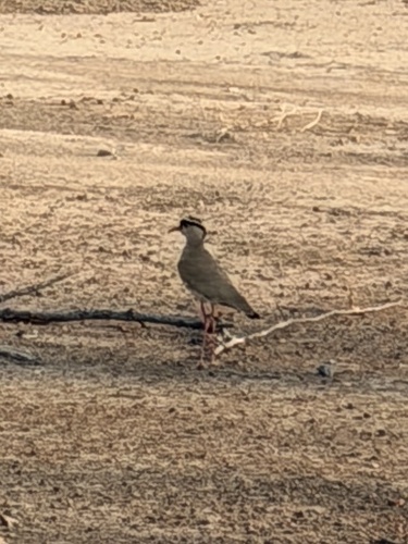 Crowned Lapwing
