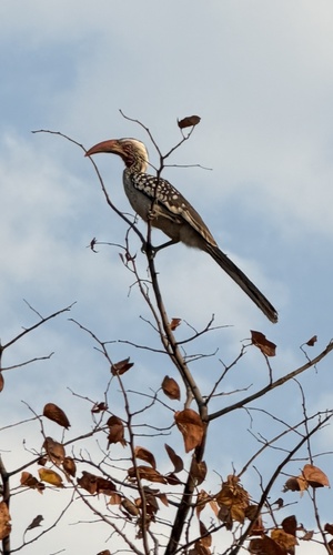 Southern Red-billed Hornbill
