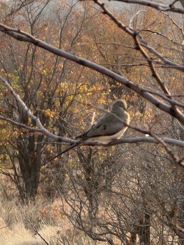 Mainland Namaqua Dove