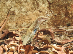 Aspidoscelis motaguae