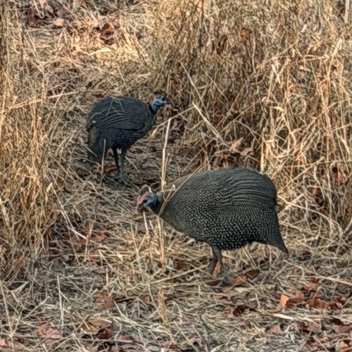 Bushveld Helmeted Guineafowl