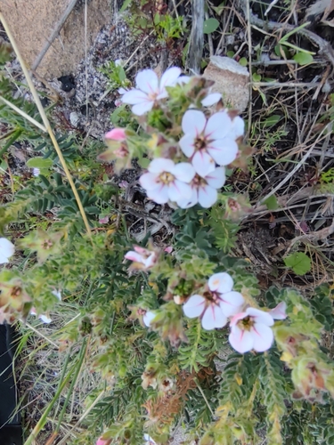Adenandra uniflora, photograph 3
