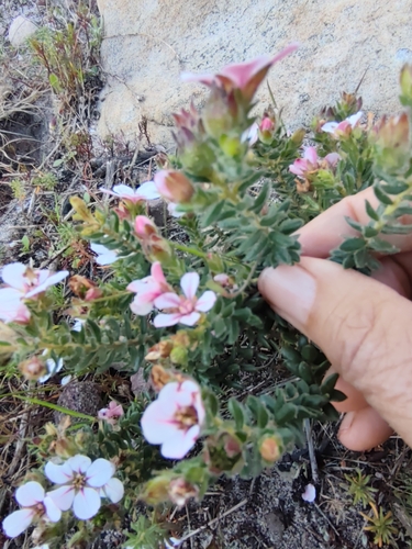 Adenandra uniflora, photograph 4