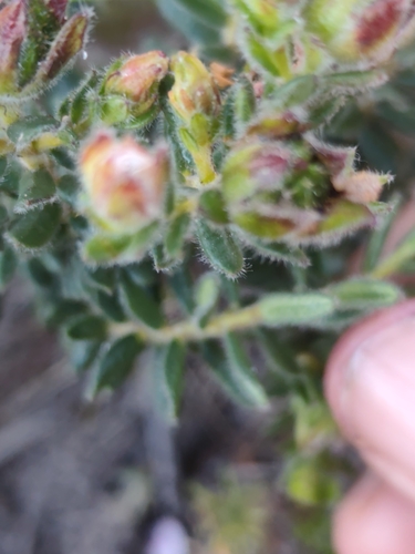 Adenandra uniflora, photograph 5