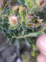 Adenandra uniflora, photograph (c) Jeanette Clarke, some rights reserved (CC BY-SA)