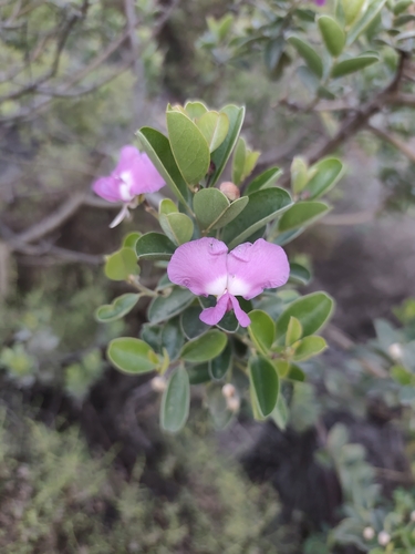 Podalyria calyptrata, photograph 2
