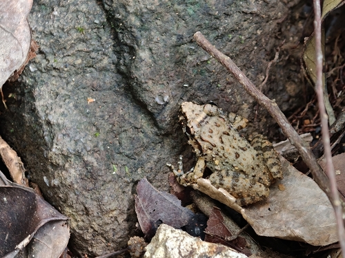 Koh Chang Frog, Limnonectes kohchangae