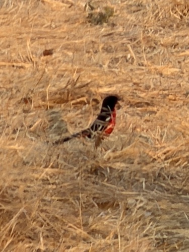 Crimson-breasted Gonolek
