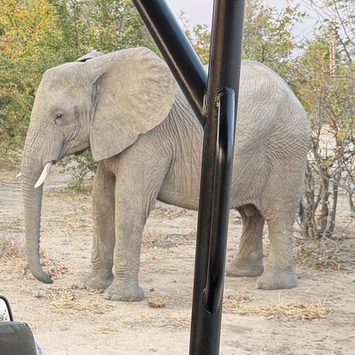 African Savanna Elephant
