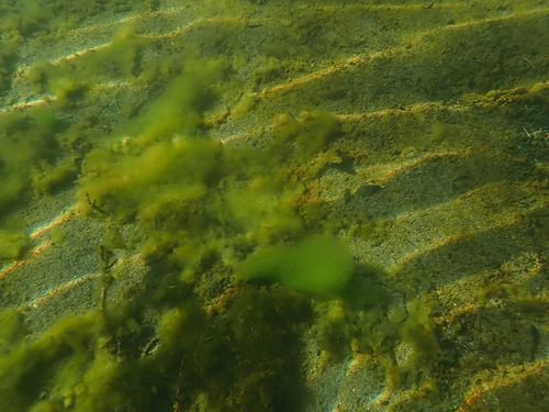Cladophora glomerata observed 2026-08-24