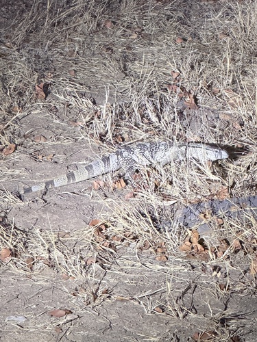 Rock Monitor