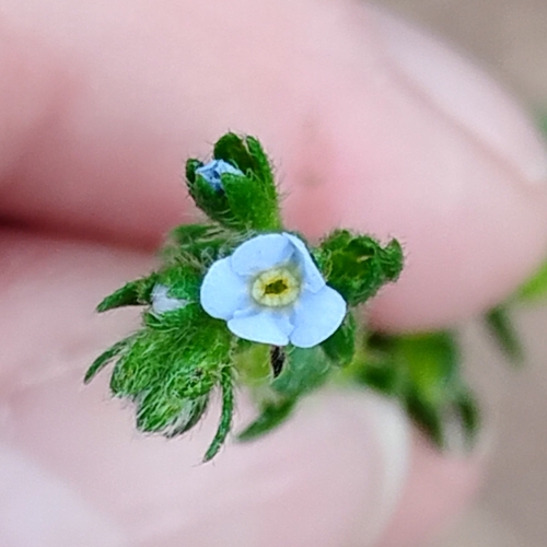 Lappula occidentalis