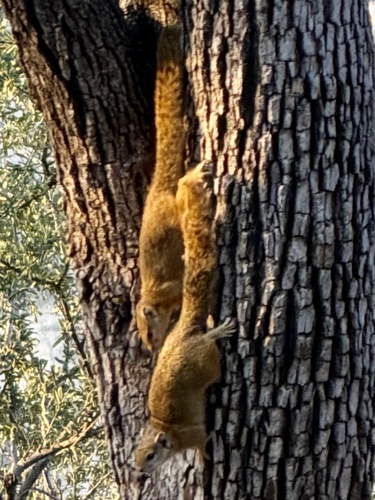 Smith's Bush Squirrel