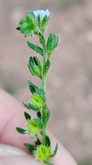 Lappula occidentalis, photograph (c) P Holroyd, some rights reserved (CC BY)