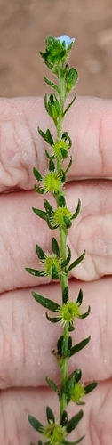 Lappula occidentalis, photograph 2