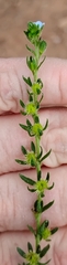 Lappula occidentalis, photograph (c) P Holroyd, some rights reserved (CC BY)