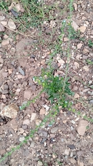 Lappula occidentalis, photograph (c) P Holroyd, some rights reserved (CC BY)