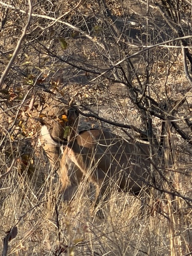 Southern Greater Kudu