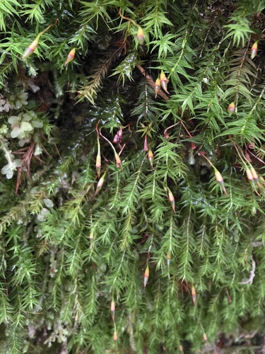 Bartramiopsis lescurii observed 2026-08-26