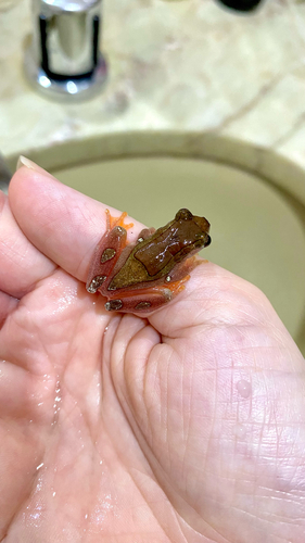 Elegant Forest Tree Frog