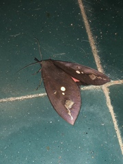 Tetrisia florigera