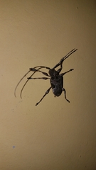 Lagocheirus araneiformis