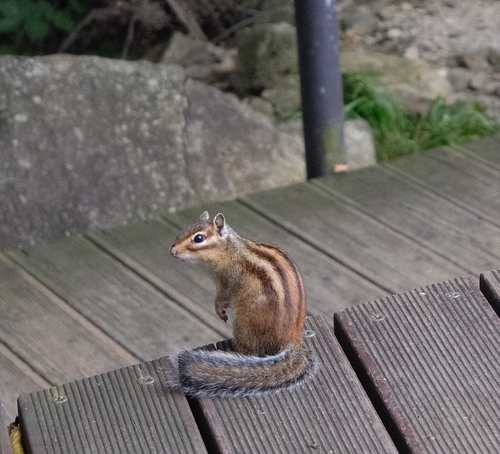 Siberian Chipmunk