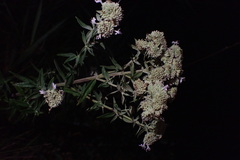 Pycnanthemum verticillatum