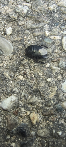 Black burrowing bug