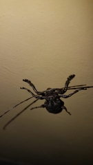 Lagocheirus araneiformis