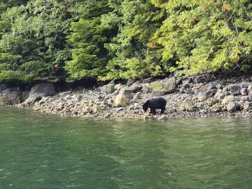 Black Bear sighting near Peninsula at Main