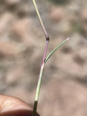 Poa secunda secunda