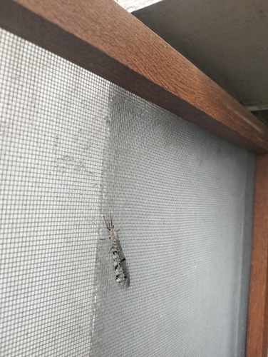 Spotted-wing antlion