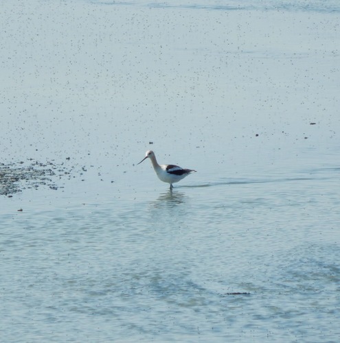 American Avocet