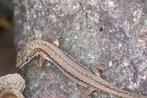 Amur Grass Lizard