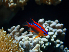 Neoglyphidodon crossi