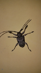 Lagocheirus araneiformis