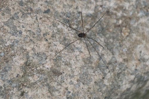 Oligolophus tienmushanensis