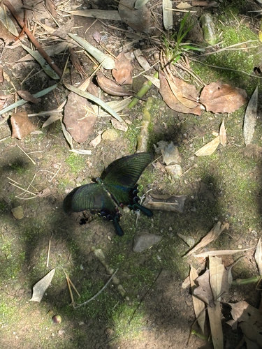 Chinese Peacock Swallowtail