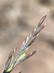 Poa secunda secunda
