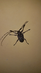 Lagocheirus araneiformis