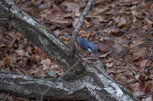 Eurasian Nuthatch